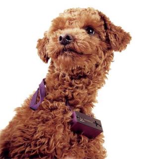  华为酷派们，宠物狗狗比人更需要可穿戴设备！